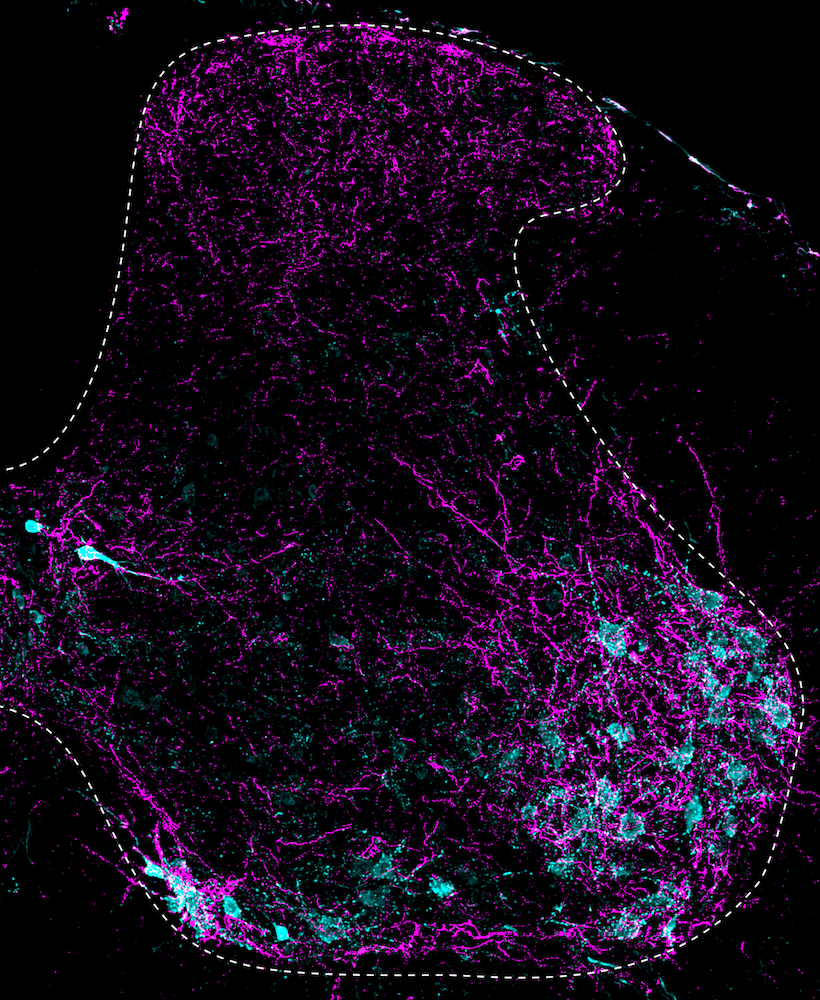 Cross section of the mouse spinal cord, outlined by a dashed line, shows serotonin axons (purple) that project from the brain into the spinal cord, densely targeting motor neurons (blue)