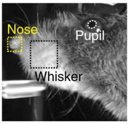 Video tracking of a mouse's three movement variables