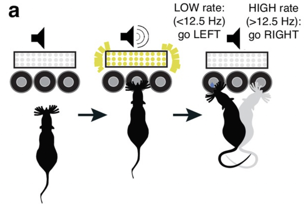schematic of multisensory decision-making task