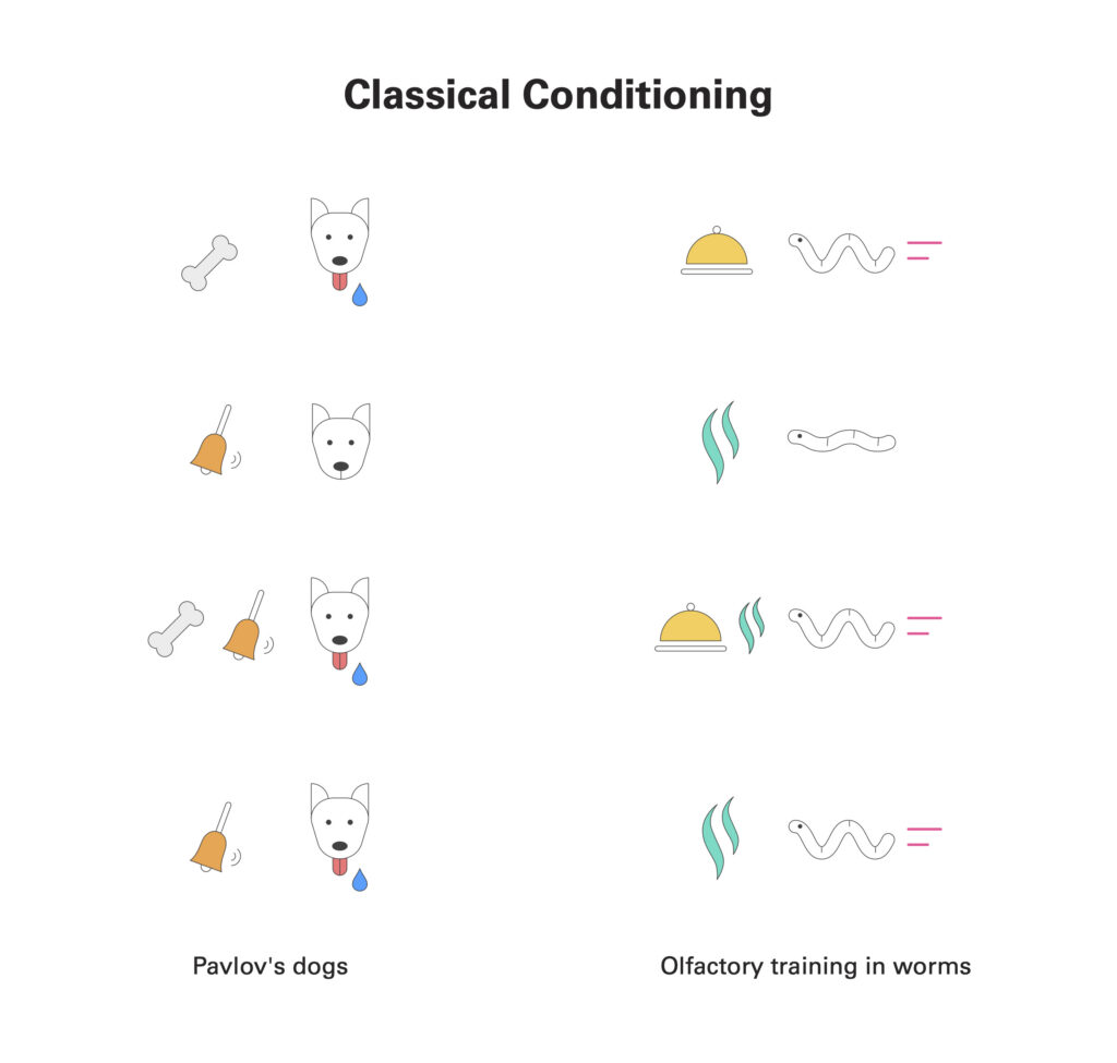 A classical conditioning schematic with pavlov's dogs and worm olfactory training. The title reads 