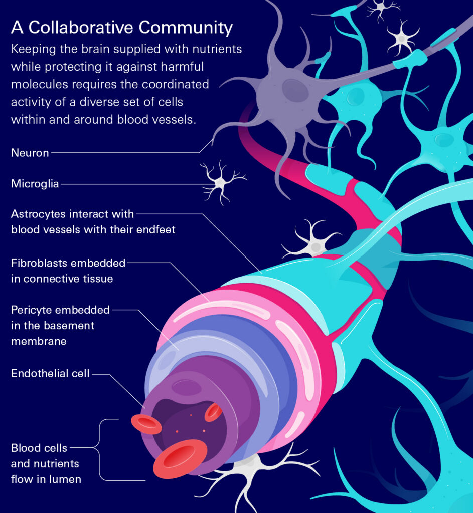 A diagram of a part of a brain vasculature with an illustration and text describing its various components. The title of the diagram is 