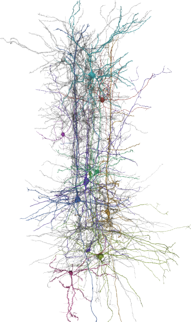 Column of neurons