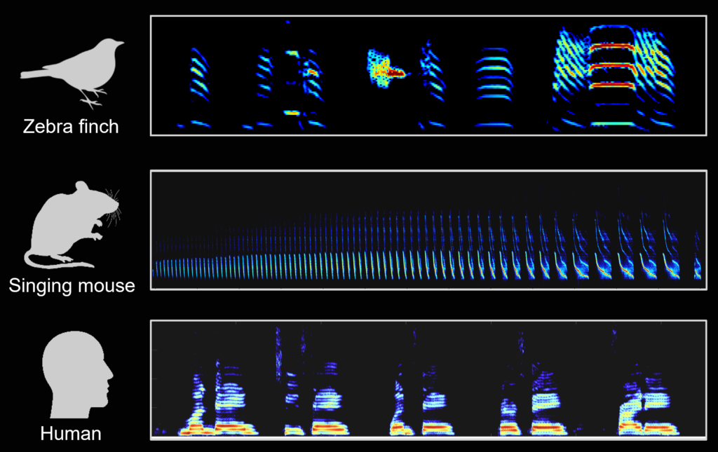 Spectrograms for zebra finch song, singing mice vocalizations and human speech