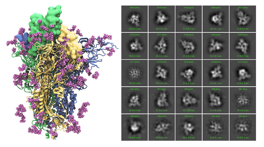 A 3D molecular model with colorful protein chains and purple molecules is on the left; on the right are 20 grayscale microscopic images arranged in a grid, each showing blurry circular structures with measurement labels.