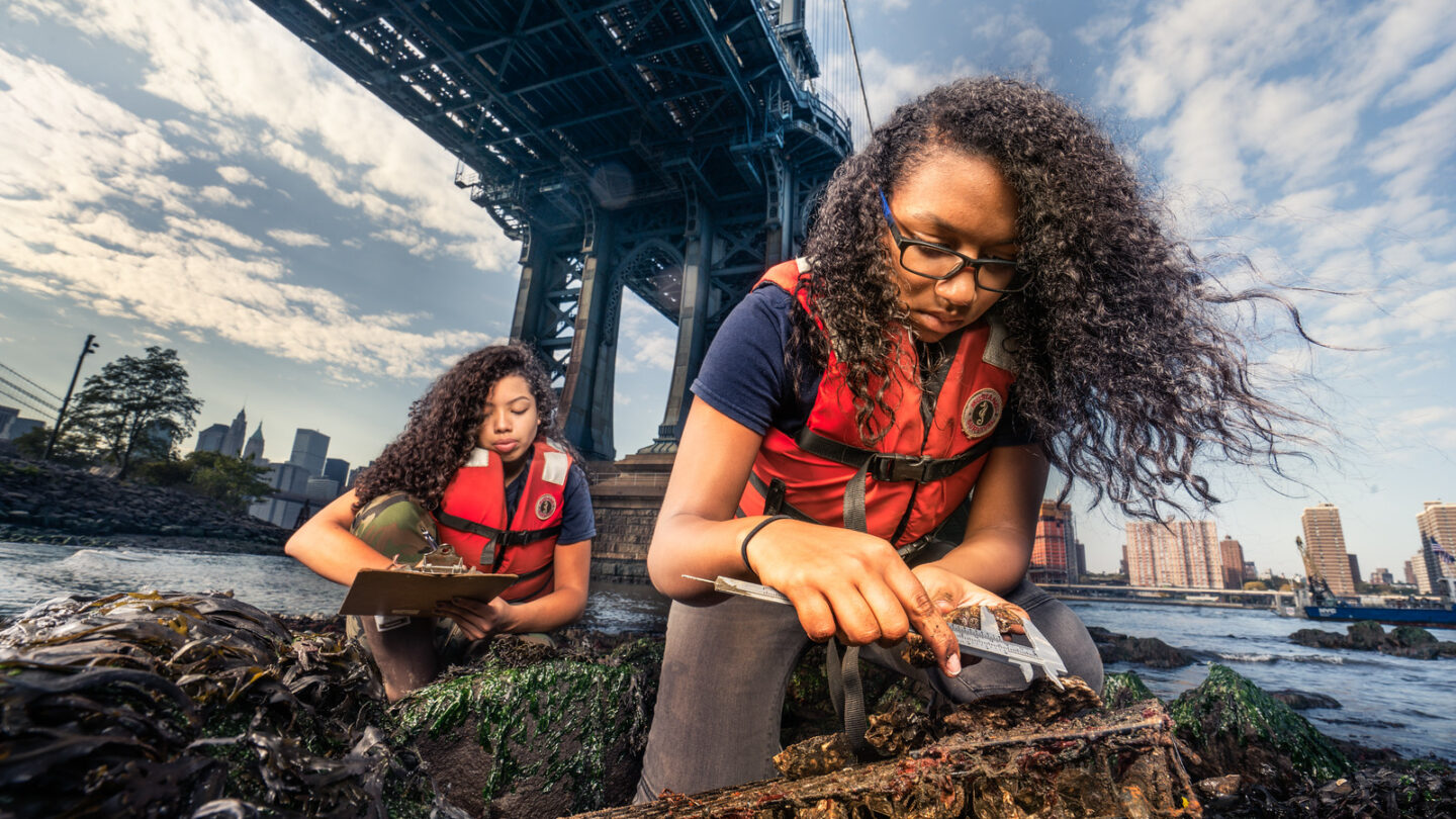 Students are assessing oyster populations and estuary health