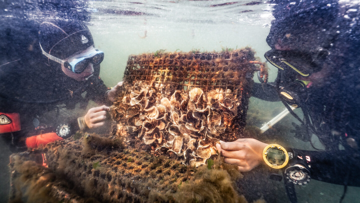 Student divers check on the progress of growing oysters