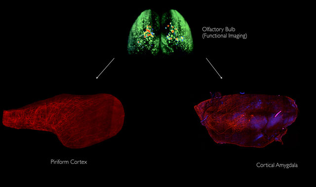 Three brain regions are shown: a green olfactory bulb (top), a red piriform cortex (bottom left), and a red cortical amygdala (bottom right), connected by white arrows on a black background.