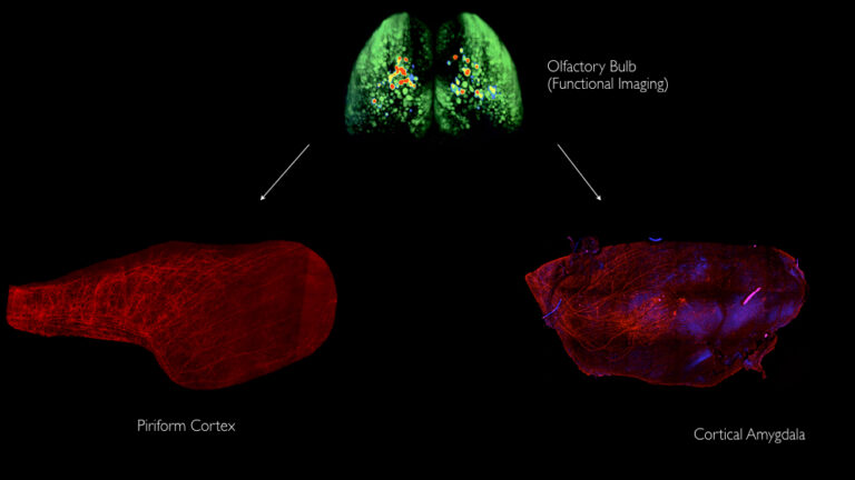 Neurons in the olfactory bulb project to the piriform cortex and cortical amygdala in different patterns