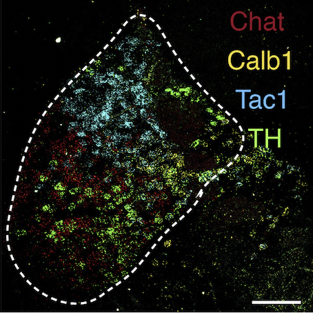 Genetically labeled cell types in the habenula.
