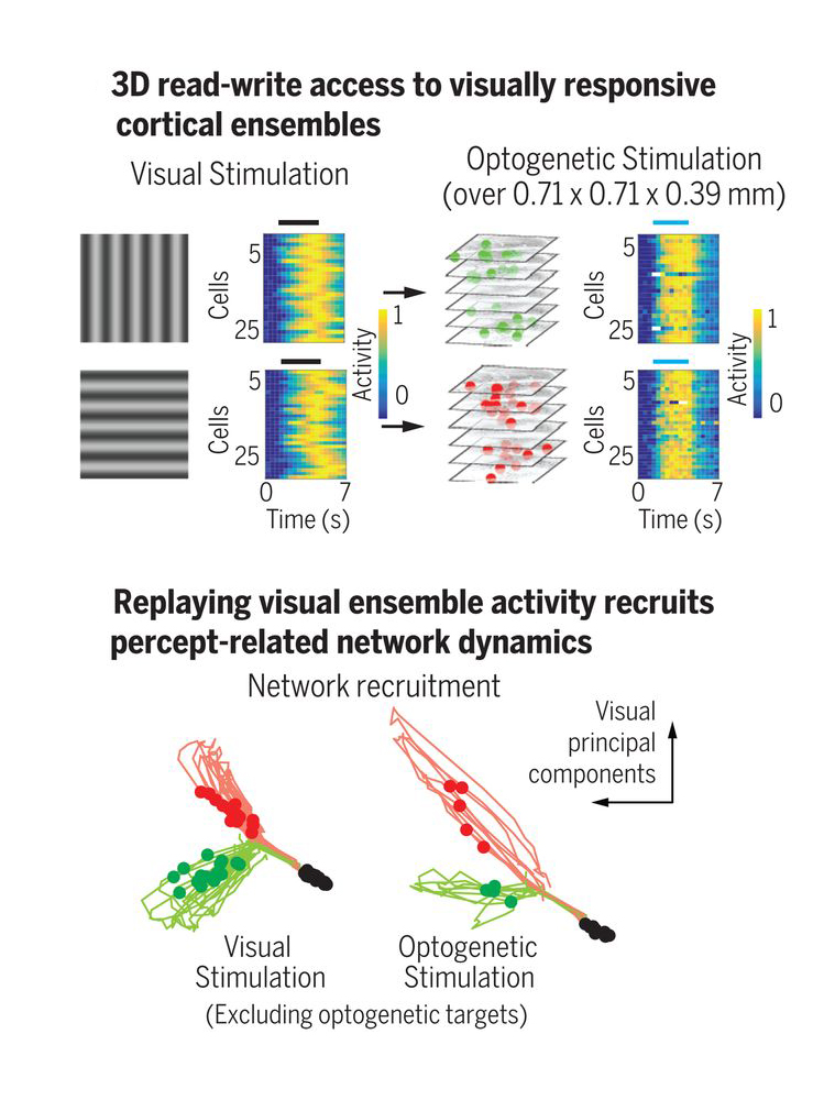 Visual stimuli and laser light generate same patterns of neural activity.