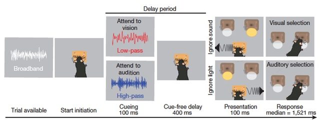 Timeline of how scientists train mice (from left to right) - Trial available/broadband; Start initiation; Delay period: Cueing 100 ms/Attend to vision low pass; attend to audition, high pass; 400 ms cue-free delay; presentation 100 ms; response median = 1,521 ms