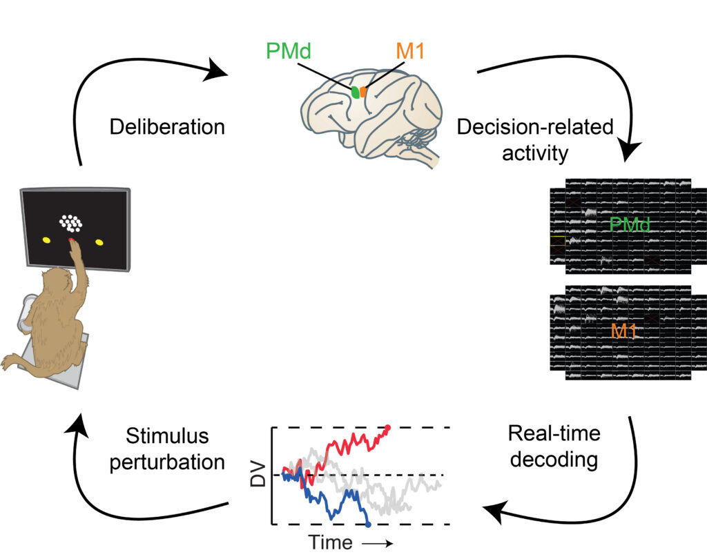 Scientists measured neural activity (right) as monkeys performed a visual discrimination task (left), deciding whether dots were moving mostly left or mostly right. Researchers decoded the monkey's decision in real time (bottom)