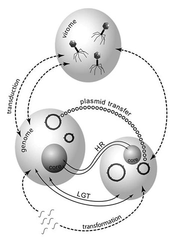 Diagram showing gene transfer among viruses (virome) and bacteria via transduction, plasmid transfer, transformation, HR, and LGT, with arrows indicating different genetic exchange pathways between components.