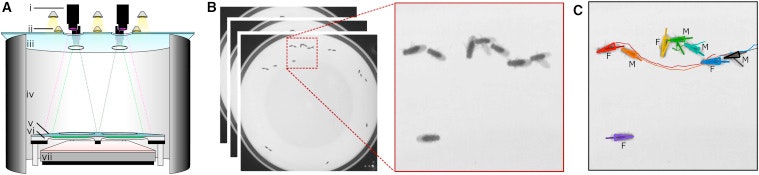 Panel A: Diagram of a microscopy setup with cameras and light sources. Panel B: Circular petri dish with zoomed-in image showing elongated bacteria. Panel C: Colored traces labeled M and F track movement of organisms.