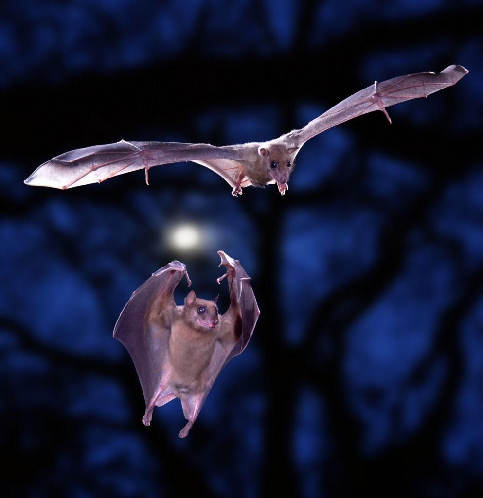 Two Egyptian Rousette Bats (Rousettus aegyptiacus) in flight
