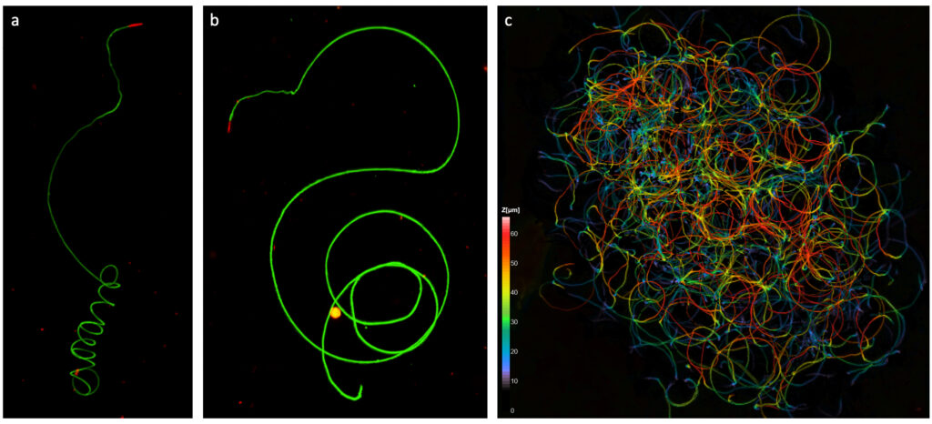 Three panels show microscopic images of fluorescent green squiggly lines on black backgrounds: a single spiral (a), a loose spiral (b), and a dense tangle of multi-colored lines with a color scale bar (c).