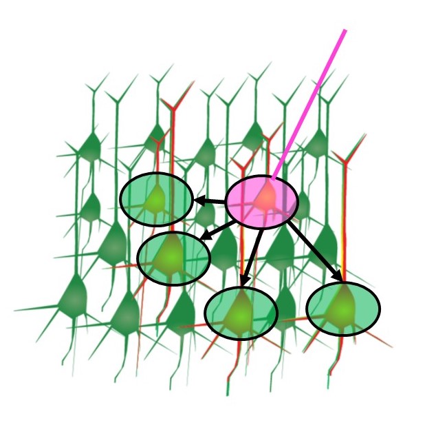 Diagram showing how to measure functional connectivity