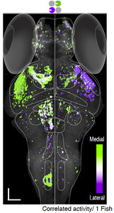 A brain scan image of a fish showing green and purple spots representing correlated neural activity, with a color scale indicating medial to lateral regions.