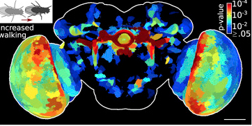 Image that highlights how regions of the fly brain significantly correlate with an increase in the fraction of time spent walking