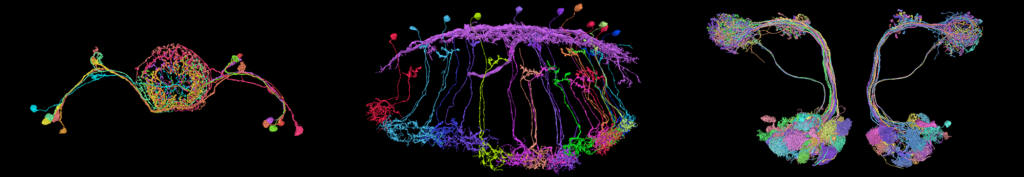 Three images from Flywire showing connecitvity diagrams of fruit fly neural circuits.