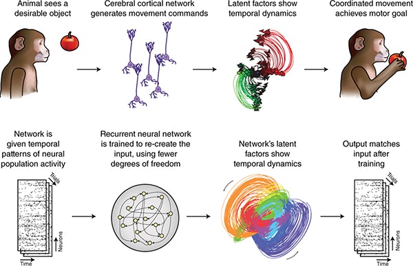 A diagram shows a monkey seeing an apple, brain neural network activity, recurrent neural network training, and coordinated movement to reach the apple, illustrating neural activity and AI learning temporal patterns.