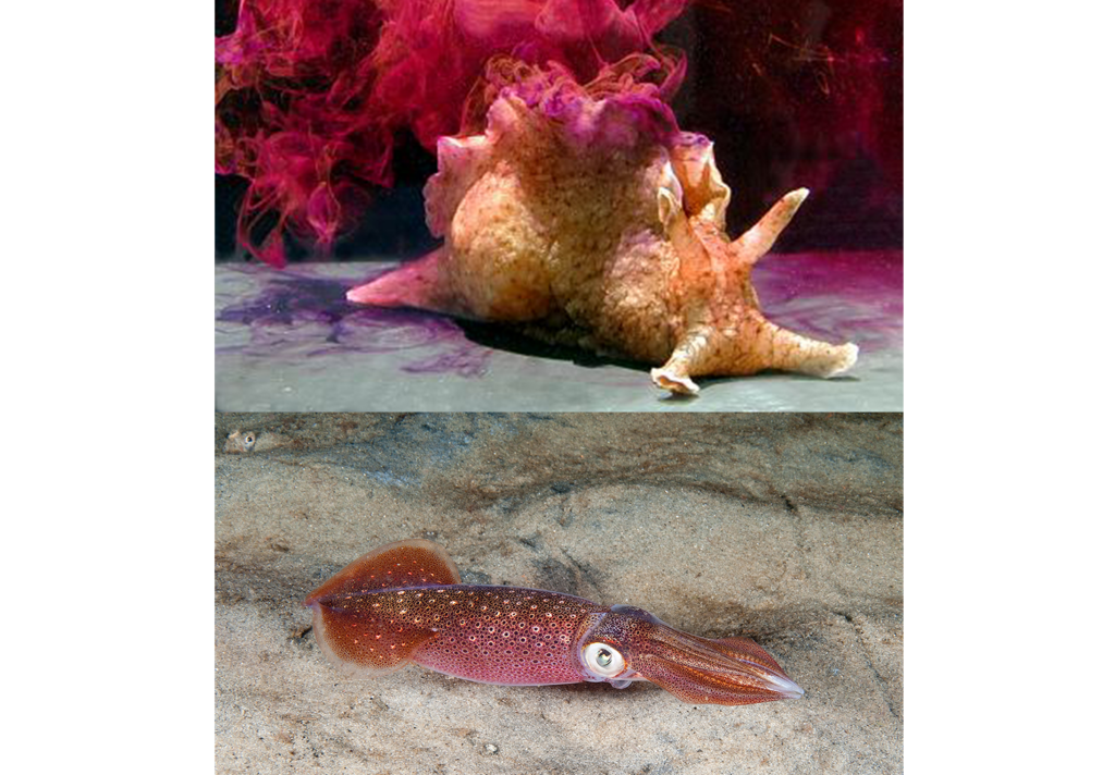 Slug Squid