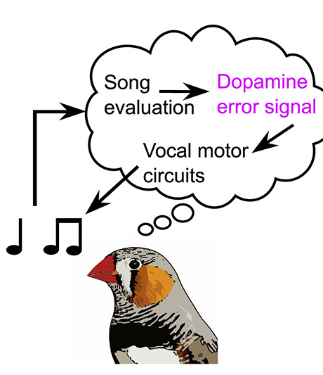 diagram of dopamine feedback in birdsong