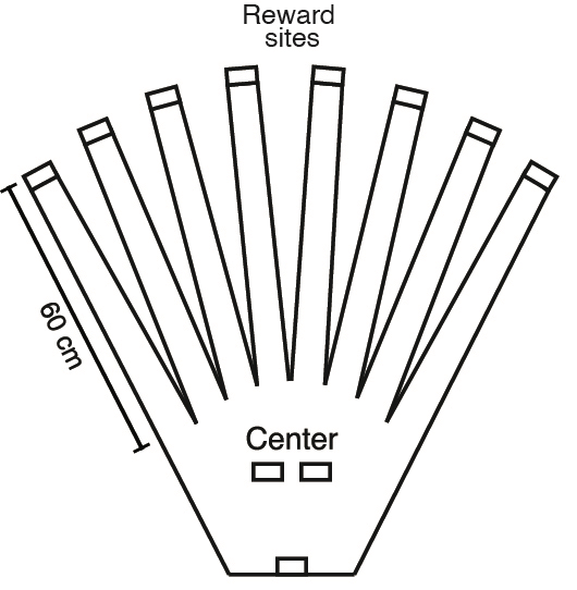 Schematic of 8 arm maze.