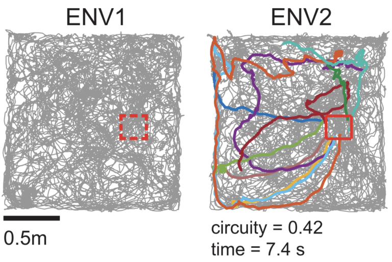 Grid Cells Encode Both Meaning and Position – Simons Foundation