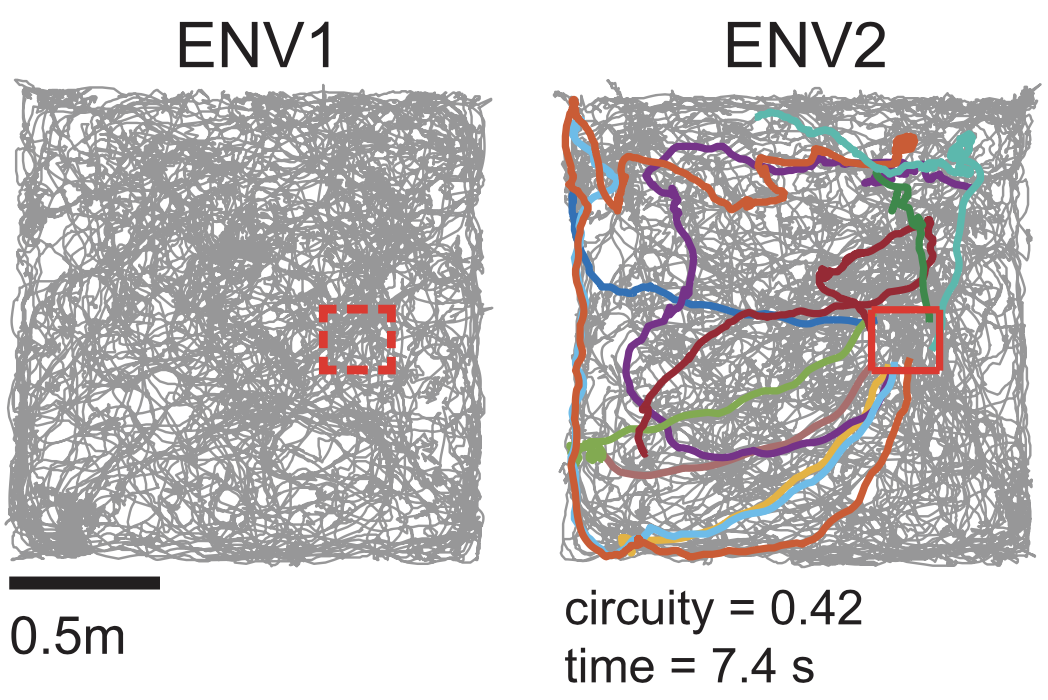 Grid Cells Encode Both Meaning and Position – Simons Foundation