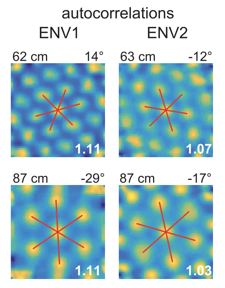 Viewing the animal's environment from above, yellow spots indicate the locations in which this grid cell fires. Red lines mark the grid's orientation, which is aligned with the walls of the environment in the foraging task (left) but slightly angled in the rewarded environment (right)