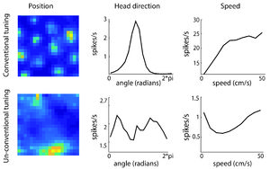 Grid of six plots: Heatmaps show conventional and unconventional position tuning. Line graphs show head direction versus spikes/s and speed versus spikes/s, comparing conventional and unconventional neural tuning responses.