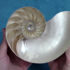 Two hands hold a swirly shell that abides by the Golden Ratio