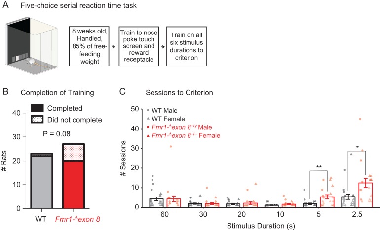 Schematic of a 5-choice serial reaction time task, bar and scatter plots showing rat training completion rates and sessions to criterion at different stimulus durations for WT and Fmr1^–/– exon 8 females.