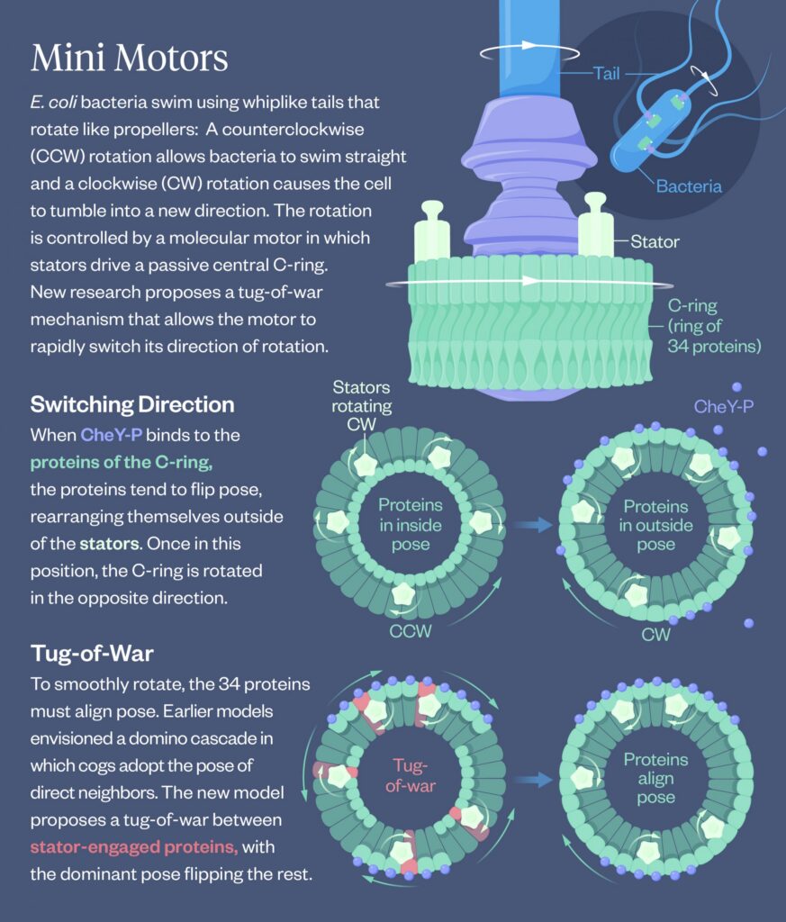 Graphic illustrating bacteria motors.
