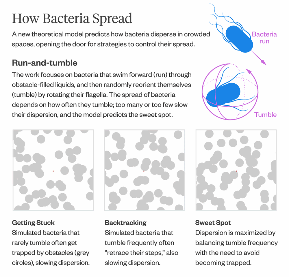 Three small video stills that show the path a simulated bacteria takes through an obstacle-filled liquid. Bacteria that rarely tumble are likely to get trapped by obstacles, slowing dispersion. Bacteria that tumble frequently often “retrace their steps,” also slowing dispersion. Dispersion is maximized by balancing tumble frequency with the need to avoid becoming trapped.