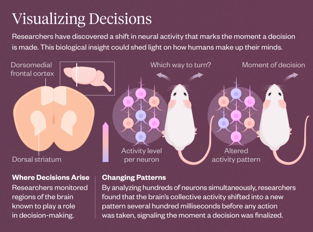 Graphic illustrating decision-making in rats.