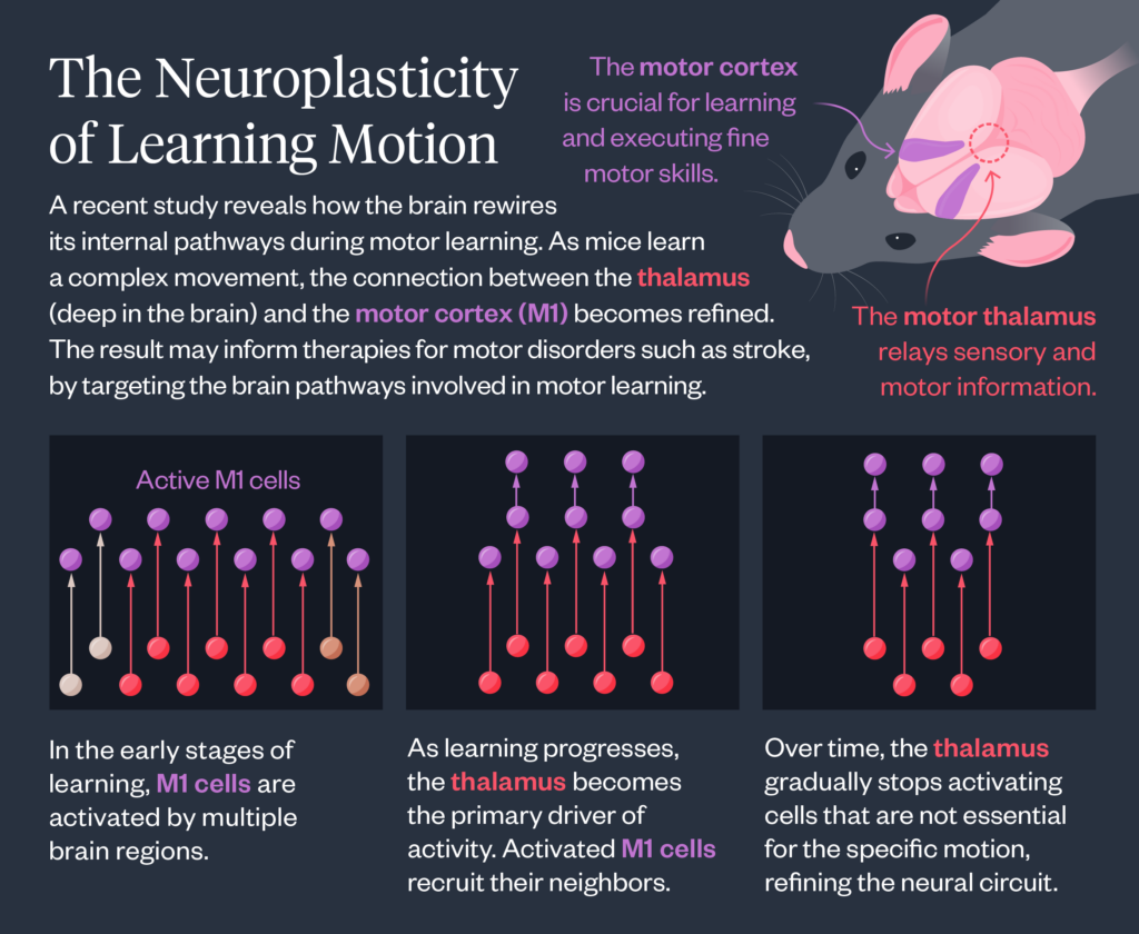 Graphic outlining how the thalamus rewires itself during motor learning