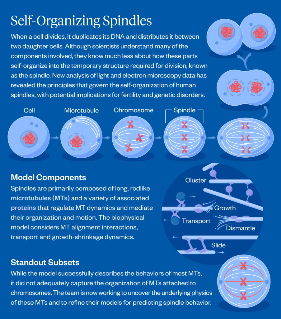 A graphic illustrating spindles.