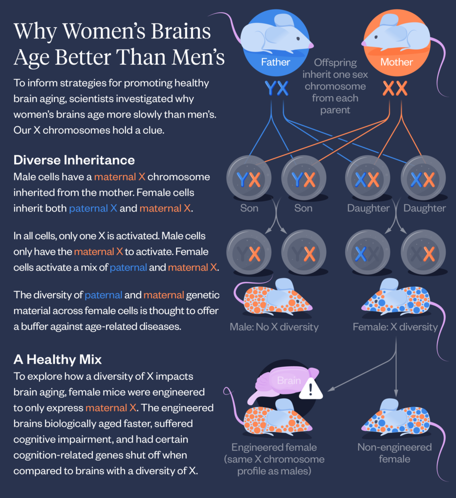 Infographic explaining how womens brains age more slowly than mens due to X chromosome inheritance, showing diagrams of genetic inheritance, brain aging, and diversity of X-linked cell expression.
