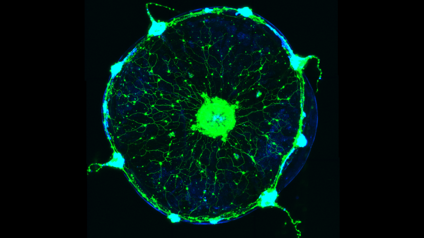 green neuron