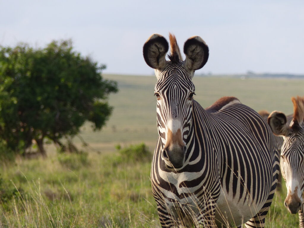 Grevy's zebra