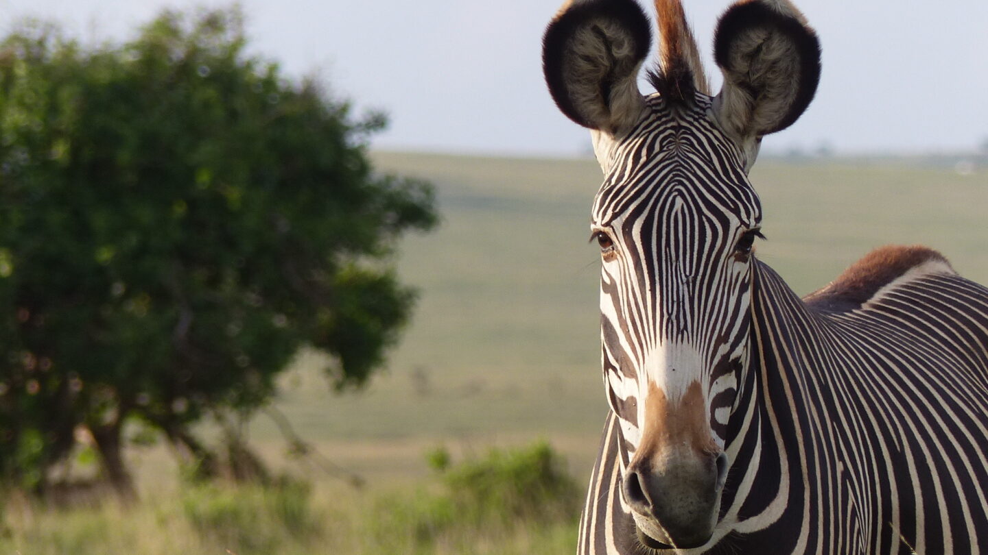 Grevy's zebra