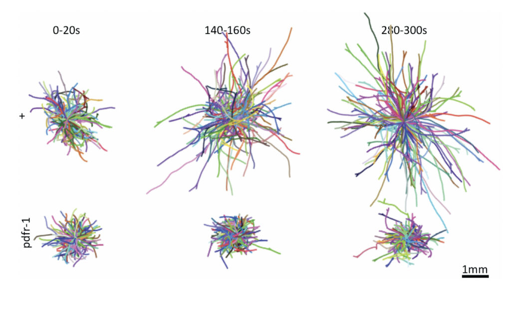 A chart depicting how worms, represented as rainbow-colored bundles of string, under different conditions react to repeated stimulus over time. The six bundles are arranged in three columns. The top and bottom rows are labeled 