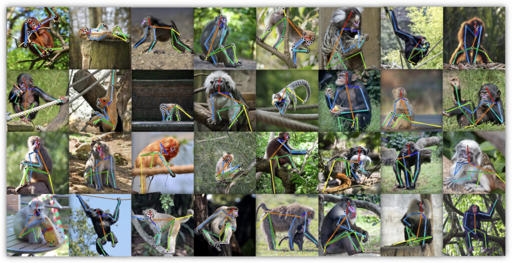 Monkeys with automated behavior tracking tags