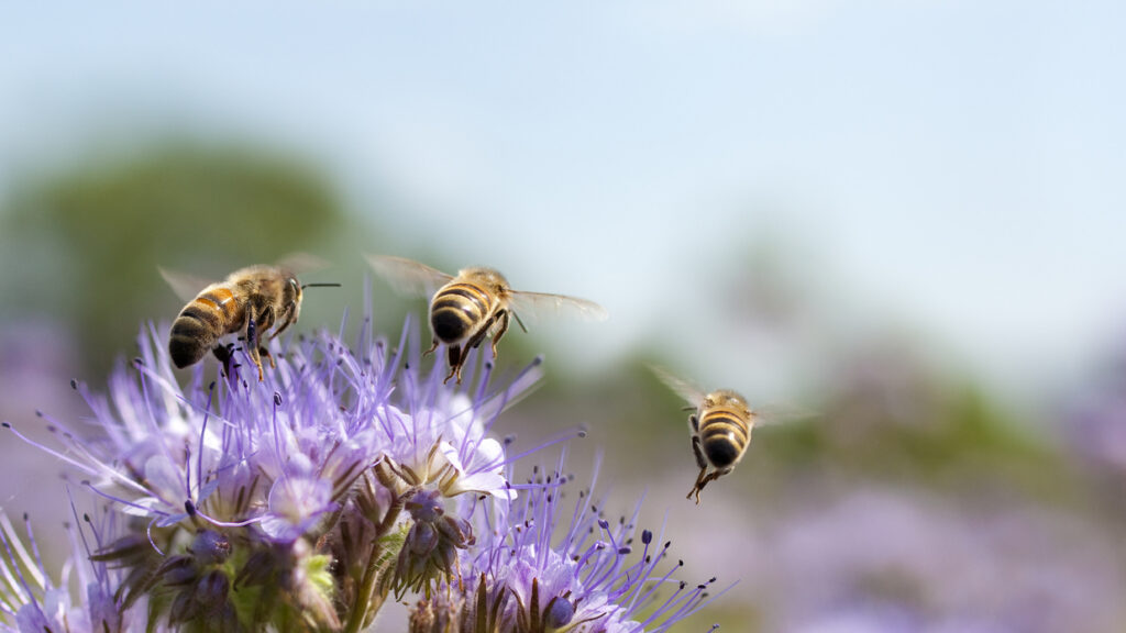 Honey bees flying away from a flower.