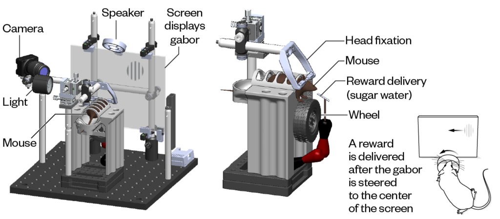 A lab setup with a mouse on a wheel, head-fixed, facing a screen displaying a pattern. A camera, light, and speaker are present. Reward is given for moving the pattern to the screens center. Diagram explains the experiment.