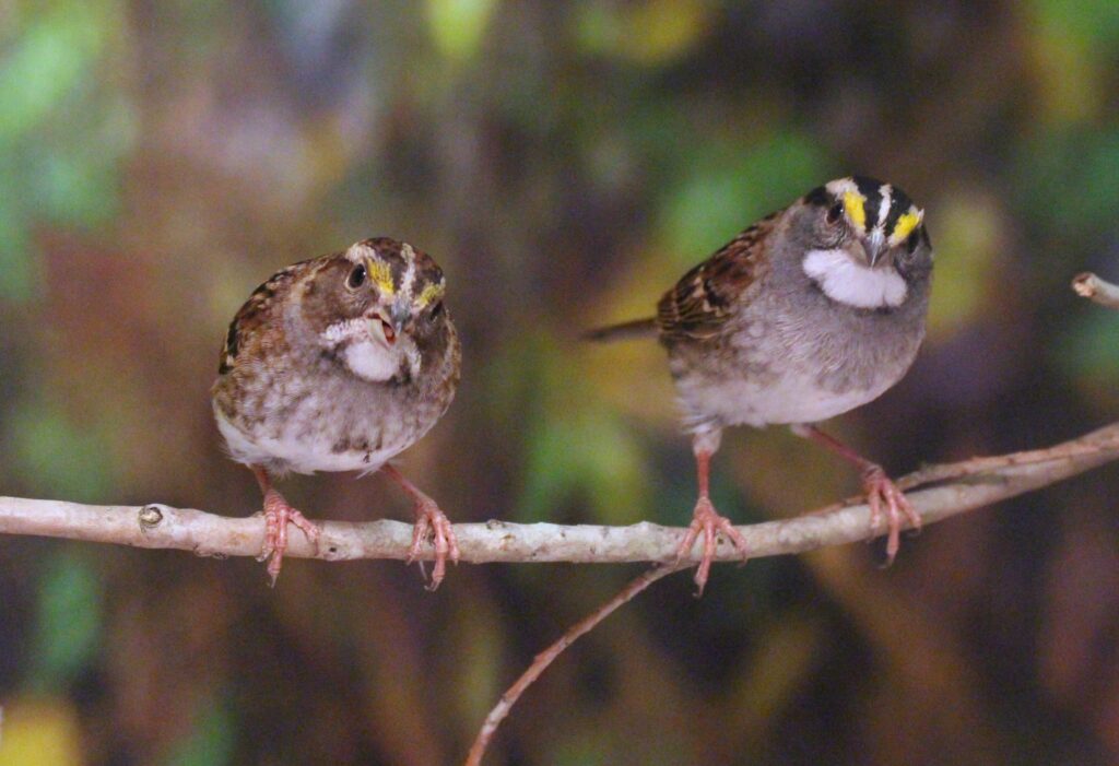 Two small birds with brown and white feathers perch on a thin branch. The bird on the right has yellow streaks above its eyes. The background is blurred and greenish.