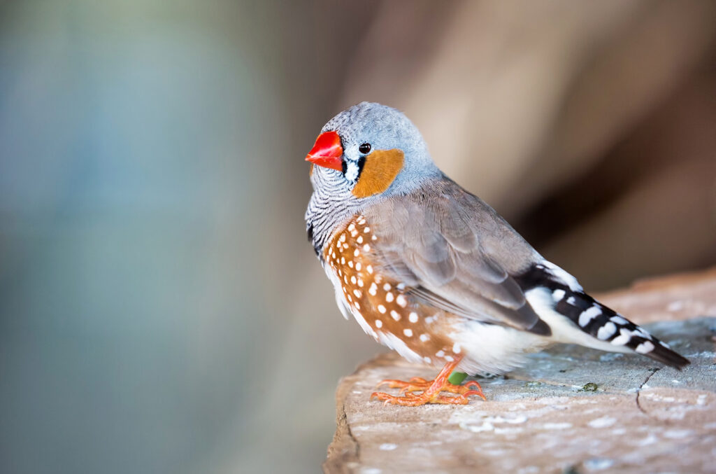 A male zebra finch sits on a rock. He has a bright red beak, brown spotted wings, and black and white striped neck feathers.