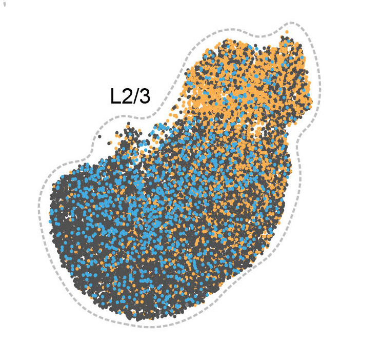 Scatter plot of clustered blue and orange dots, labeled L2/3, enclosed by a dashed outline indicating a region of interest.
